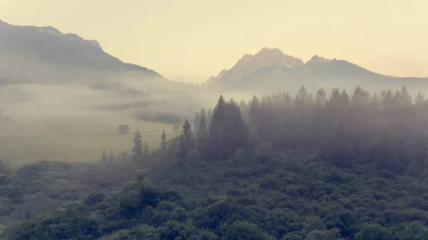 Flygfoto av dimma som stiger ovanför skogen. — Stockfoto