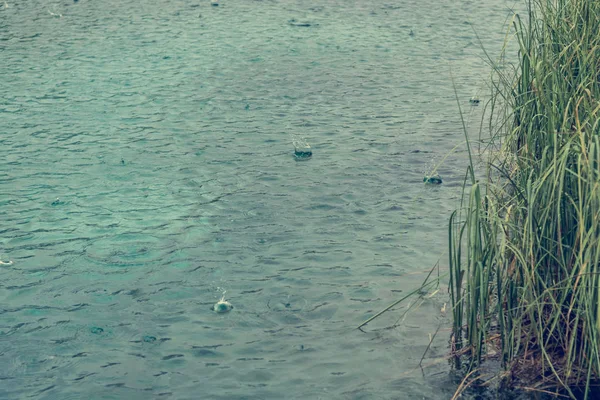 Regnet droppar på sjön yta. — Stockfoto