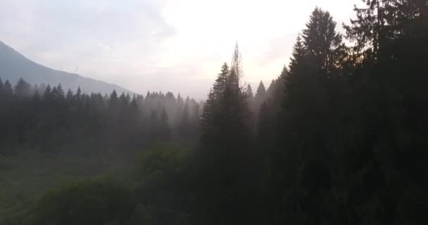 Rising boven mistige bos bij zonsondergang. — Stockvideo