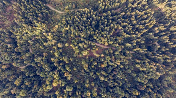 Вид с воздуха на верхушки деревьев . — стоковое фото