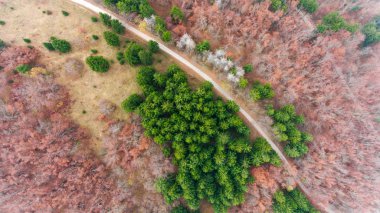 Yolun orman yoluyla havadan görünümü.