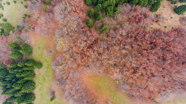 Widok z lotu ptaka na jesienny las. — Zdjęcie stockowe