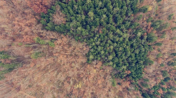 Vista aérea da floresta de outono. — Fotografia de Stock