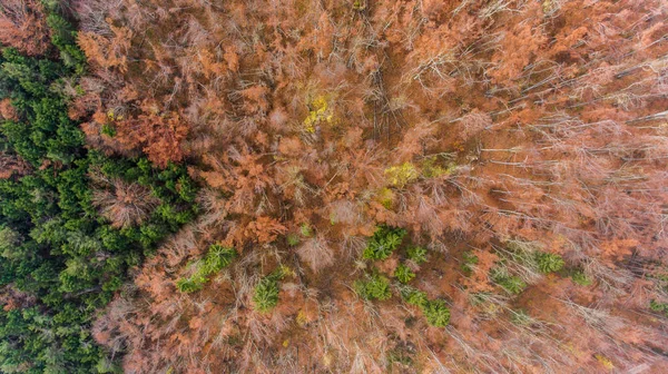 Sonbahar ormanının havadan görünüşü. — Stok fotoğraf