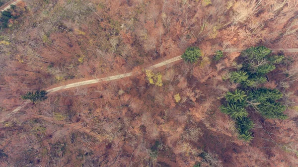 Vista superior de uma estrada através da floresta . — Fotografia de Stock