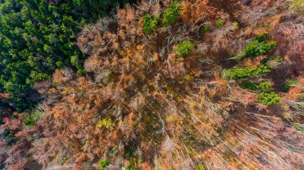 Flygfoto över höstskogen. — Stockfoto