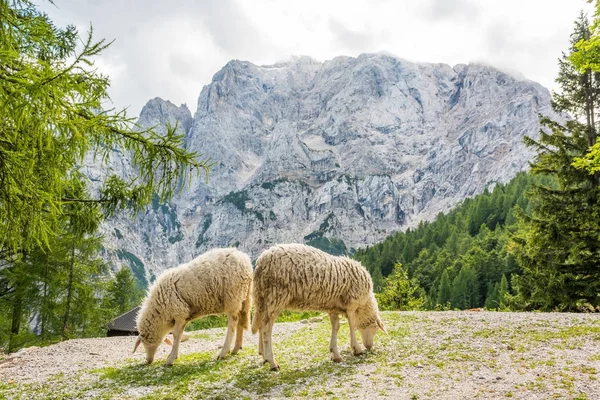 Pareja de ovejas pastando en las montañas . — Foto de Stock