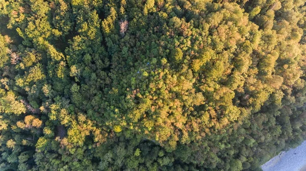 Widok z lotu ptaka z lasu mieszanego. — Zdjęcie stockowe
