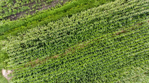 Вид с кукурузных полей . — стоковое фото
