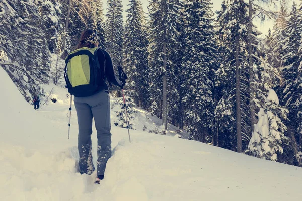 Туристка, гуляющая в зимнем лесу . — стоковое фото