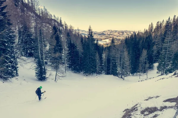 Ski de fond atteignant la forêt . — Photo