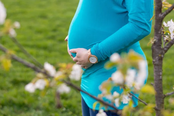 Closeup of pregnant belly behind blooming cherry tree. — Stock Photo, Image