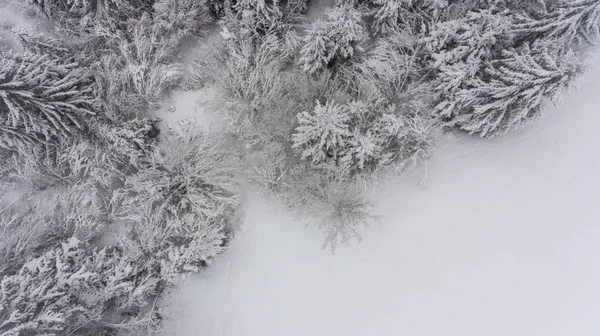 Listy rozwijanej widok na pokryte śniegiem lasu. — Zdjęcie stockowe