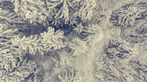 Vue plongeante de la forêt enneigée . — Photo