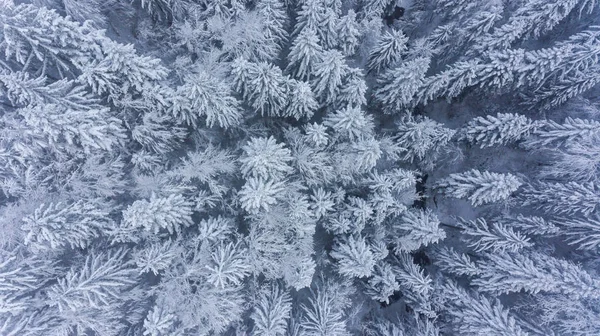 Vue plongeante de la forêt enneigée . — Photo