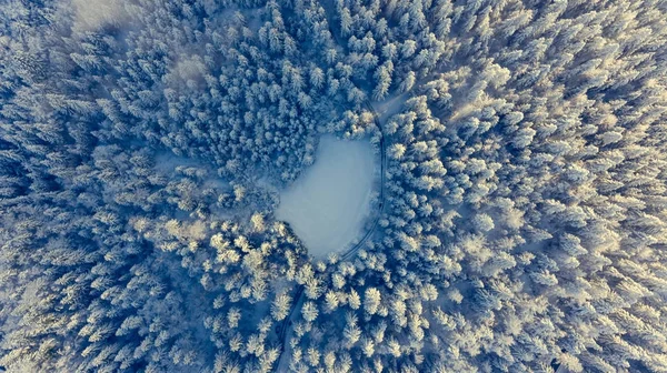 Visão suspensa da floresta coberta de neve . — Fotografia de Stock