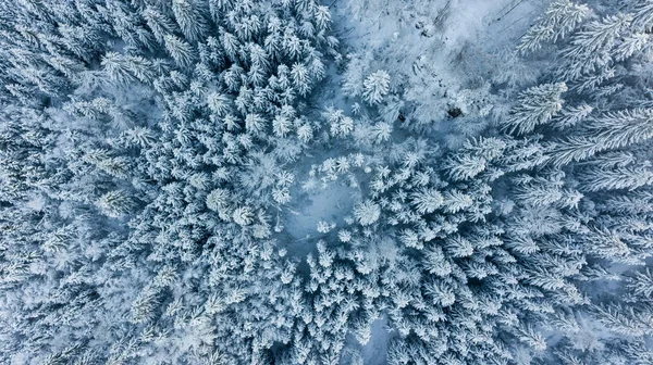 Drop down view of snow covered forest. — Stock Photo, Image