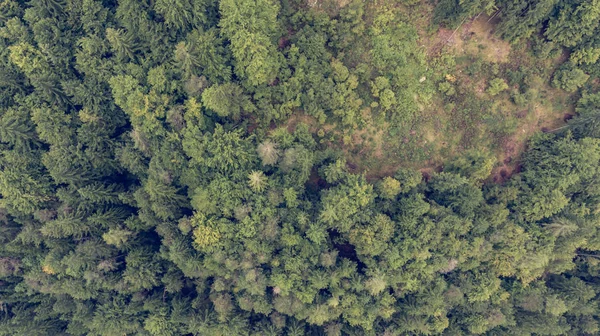 Vista a discesa delle cime degli alberi . — Foto Stock