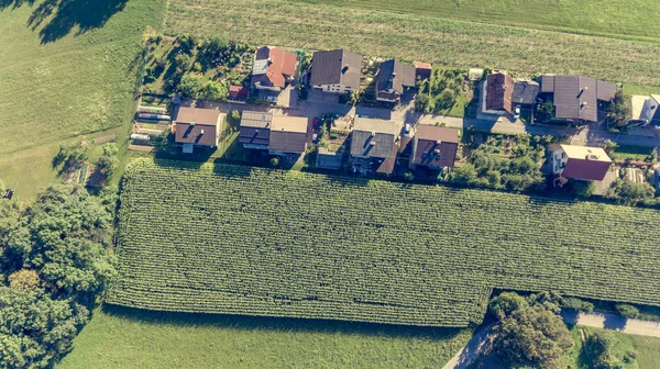 Vue panoramique des maisons rurales à côté du champ de maïs . — Photo
