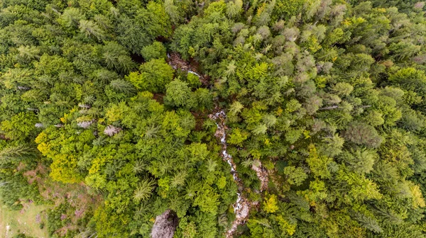 Vista a discesa delle cime degli alberi . — Foto Stock