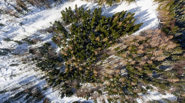 Visão suspensa da floresta de inverno . — Fotografia de Stock