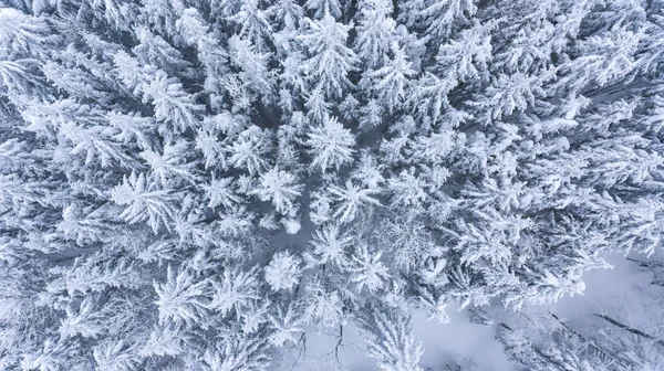 雪盖森林的下拉视图. — 图库照片