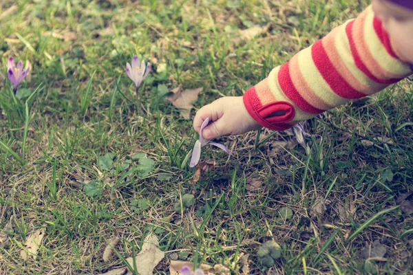 Bambino raccogliendo un fiore viola . — Foto Stock