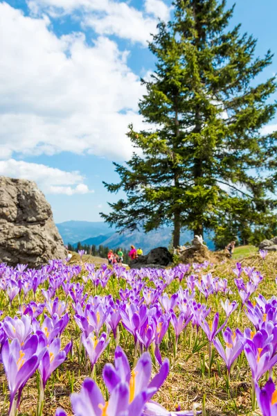 Величественный вид цветущих весенних крокусов в горах . — стоковое фото