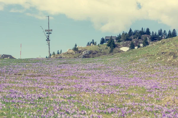 Vista majestosa de crocos de primavera florescendo em montanhas . — Fotografia de Stock