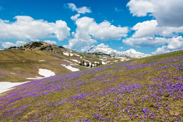 Величний вид на квітучі весняні крокуси в горах . — стокове фото