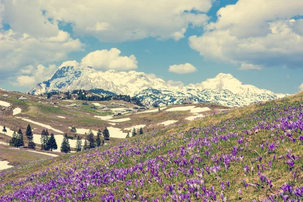 Vista majestosa de crocos de primavera florescendo em montanhas . — Fotografia de Stock