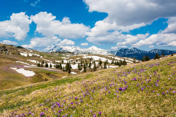 Majestätischer Blick auf blühende Frühlingskrokusse in den Bergen. — Stockfoto