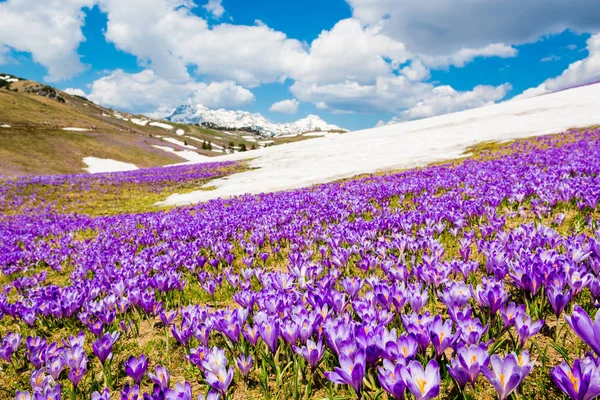 Majestic view of blooming spring crocuses in mountains. — Stock Photo, Image