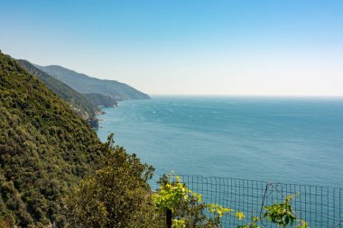 Akdeniz kıyı şeridi üzerinde büyüyen çalı.