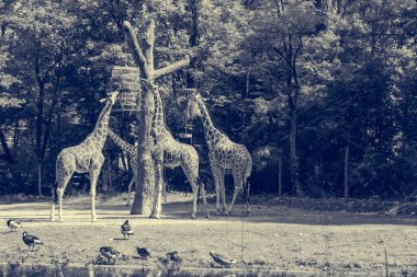 Güneşli bir günde hayvanat bahçesinde beslenen zürafalar..
