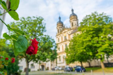 Resimli Barok Manastırı 'nın önünde güzel bir gül büyüyor..