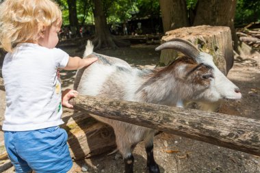 Çiftlikte keçiye dokunan tatlı kız..