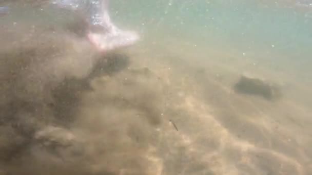 Підводний вигляд чоловічих ніг, що йдуть крізь туманну воду . — стокове відео