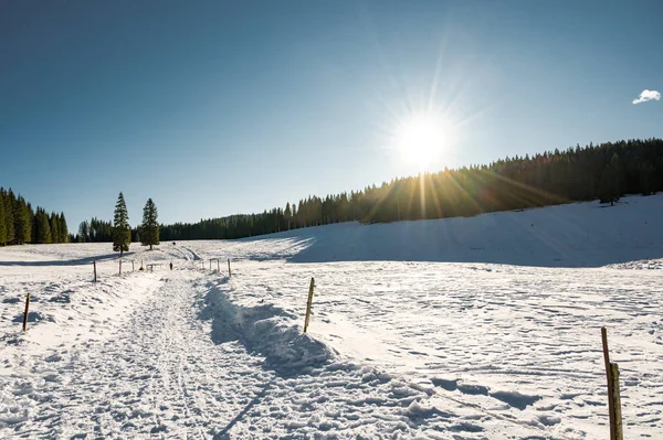 Campos cubiertos de nieve rodeados de bosque a la luz del día . —  Fotos de Stock