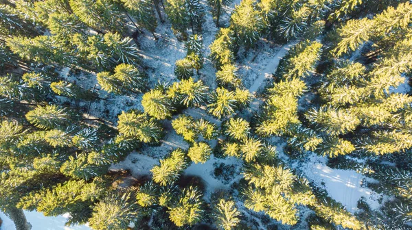 Падающий вид зимнего леса с соснами. — стоковое фото
