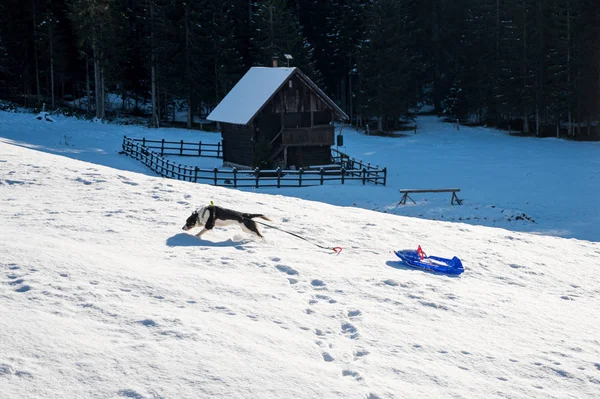 Gelukkige hond rent over sneeuw trekken van een kinderen slee. — Stockfoto
