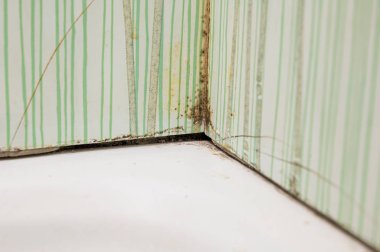 Şiddetli banyo kalıbı kiremitleri çatlatıyor..