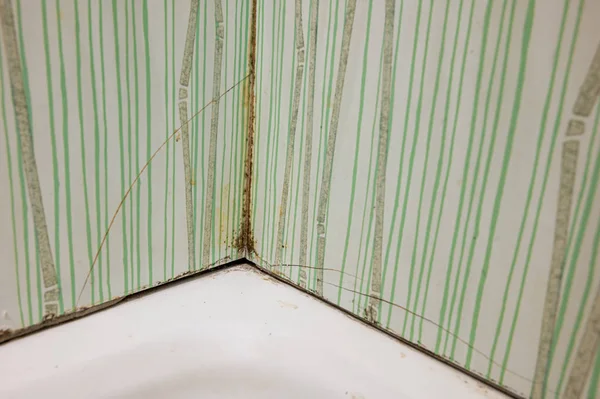 Caso grave de molde do banheiro causando telhas para rachar . — Fotografia de Stock