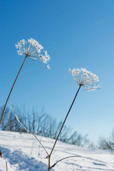 Frost dækket visne blomster på en solrig dag . - Stock-foto