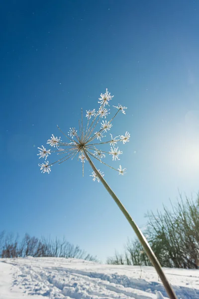Frost täckt vissna blommor på en solig dag. — Stockfoto