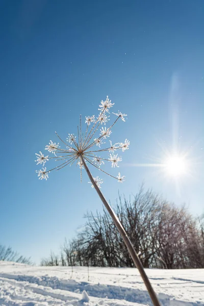 Frost täckt vissna blommor på en solig dag. — Stockfoto