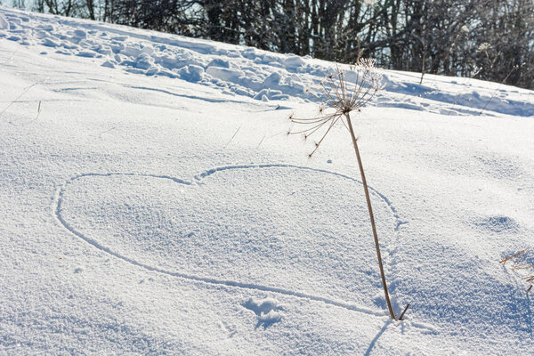Hearth drawing into freshly fallen snow with a straw.