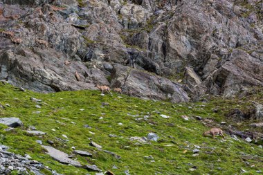 Alp dağ keçisi Grand Paradiso Ulusal Parkı 'ndaki doğal ortamlarında..
