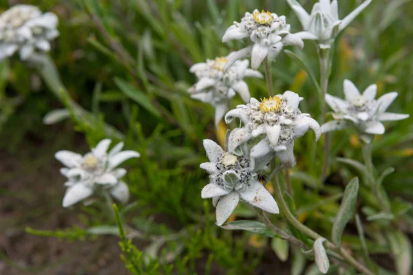 Birçok Edelweiss çiçeği birlikte büyüyor - dağcılığın sembolü.. — Stok fotoğraf