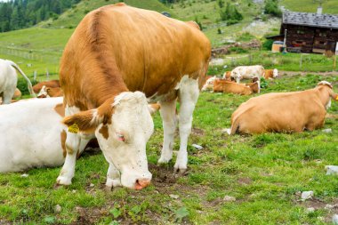 Dağ otlaklarında tembelce dinlenen ineklerin portresi.